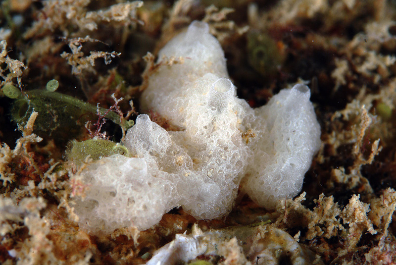 spugna calcarea del genere Clathrina